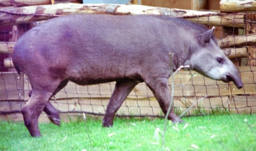 medium_tapir_scanimage10b.jpg